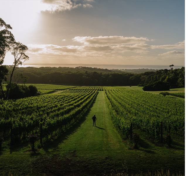 Polperro Wines
