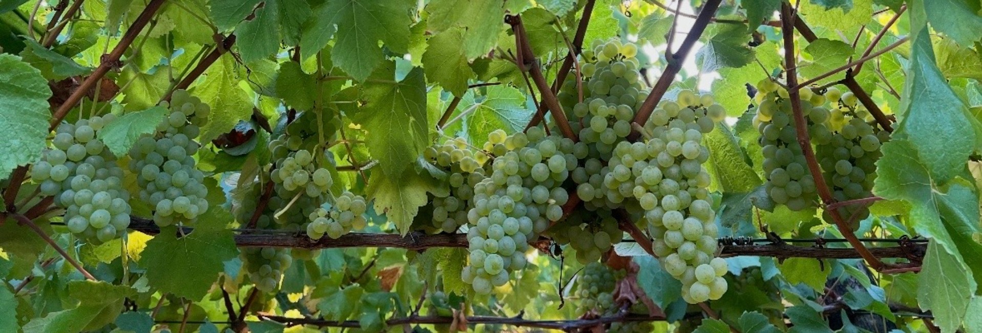 Stonier Wines